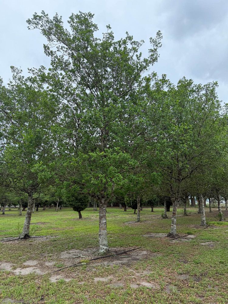 ilex-x-attenuata-east-palatka-holly-east-palatka-holly