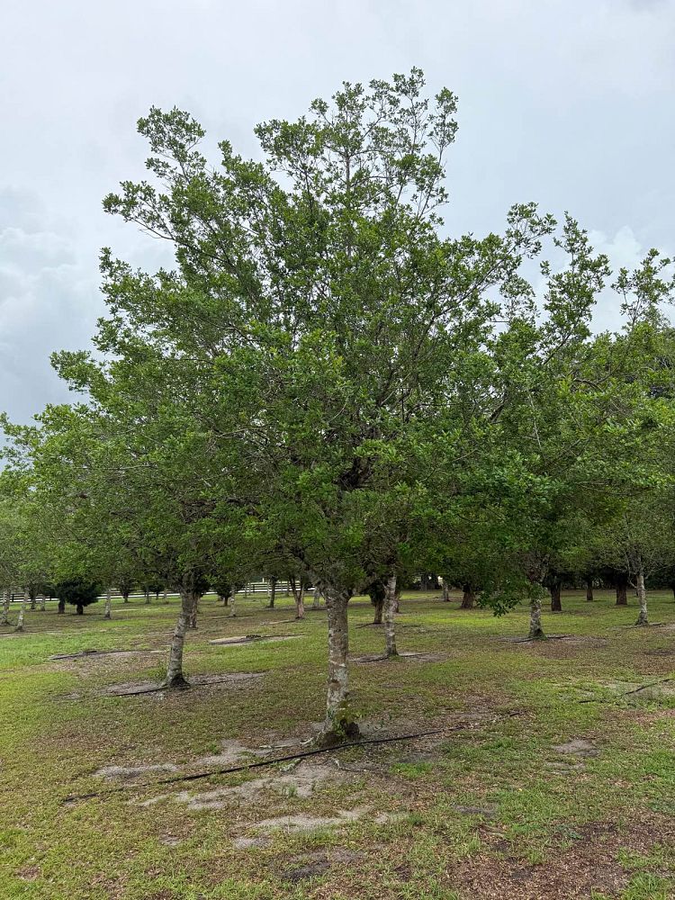 ilex-x-attenuata-east-palatka-holly-east-palatka-holly