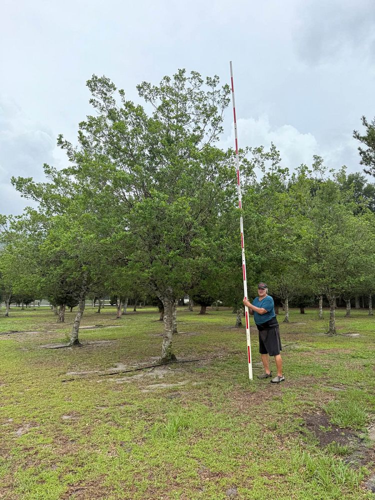 ilex-x-attenuata-east-palatka-holly-east-palatka-holly