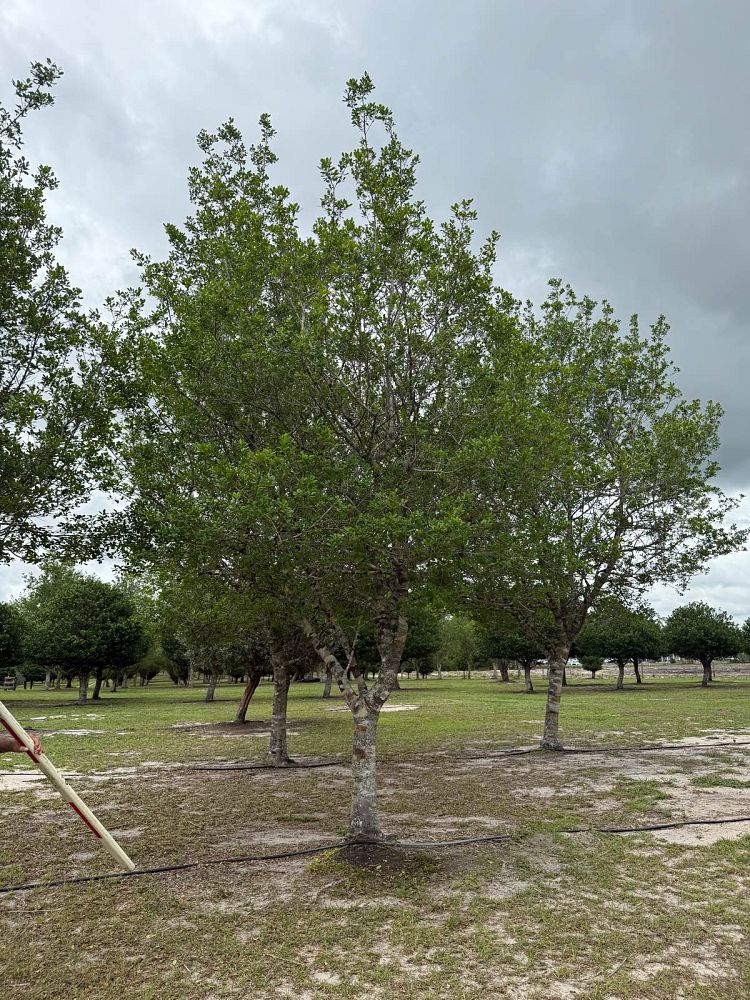 ilex-x-attenuata-east-palatka-holly-east-palatka-holly