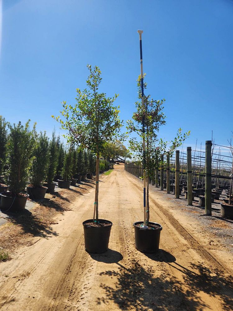 ilex-x-attenuata-east-palatka-holly-east-palatka-holly