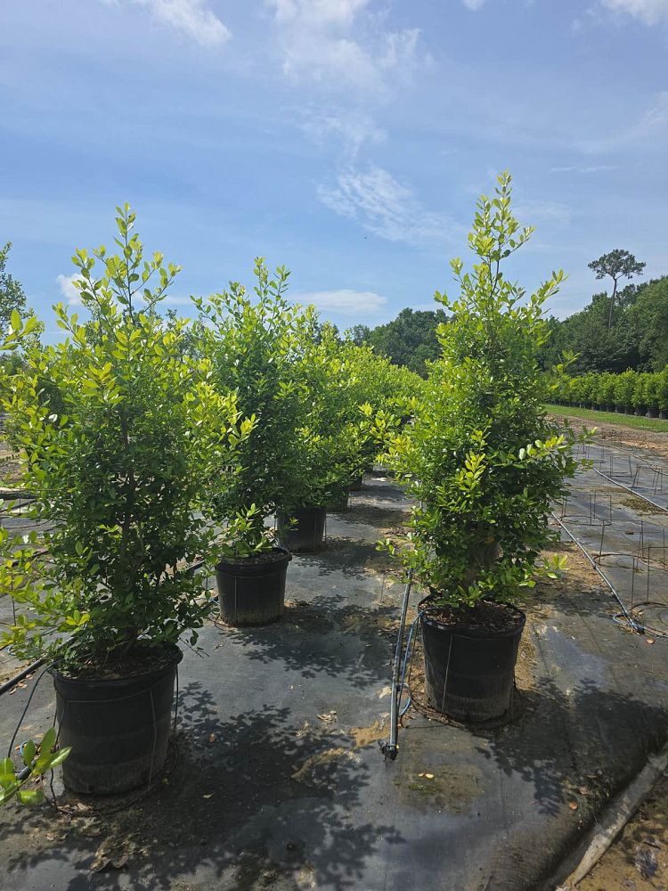 ilex-x-attenuata-east-palatka-holly-east-palatka-holly