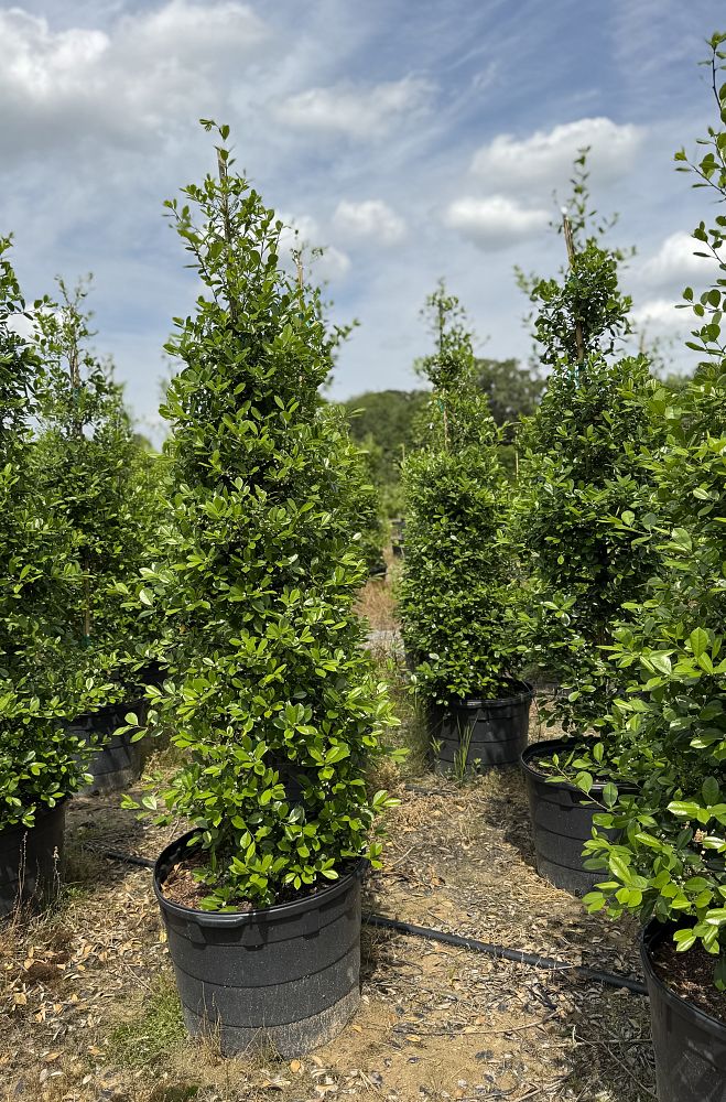 ilex-x-attenuata-east-palatka-holly-east-palatka-holly