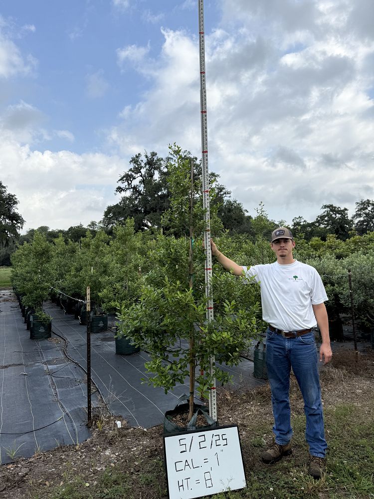 ilex-x-attenuata-east-palatka-holly-east-palatka-holly