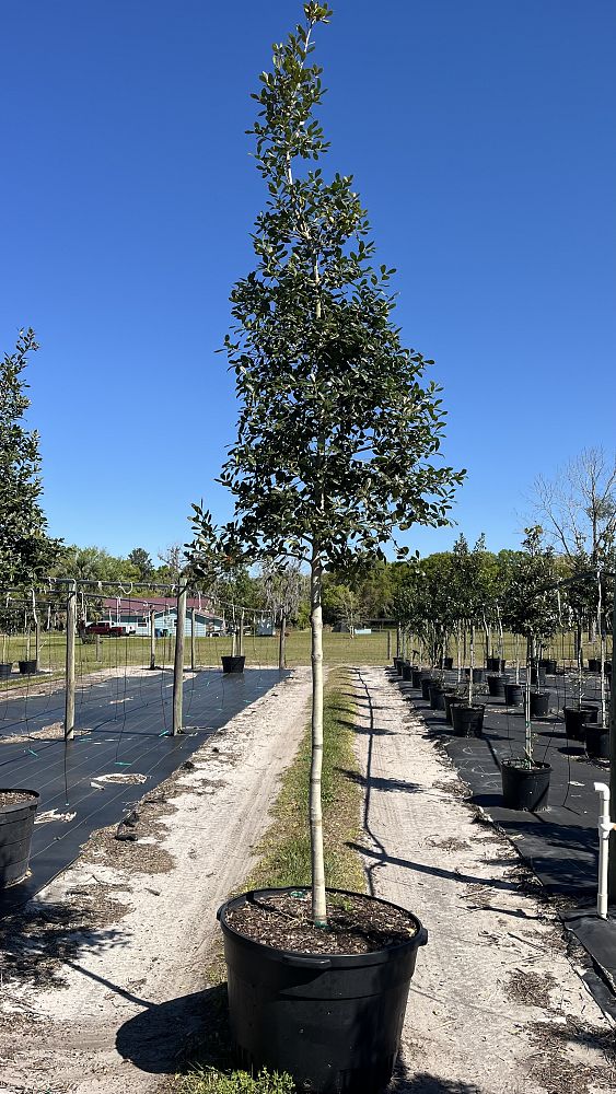 ilex-x-attenuata-east-palatka-holly-east-palatka-holly