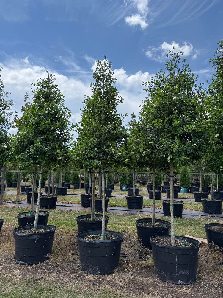 ilex-x-attenuata-east-palatka-holly-east-palatka-holly
