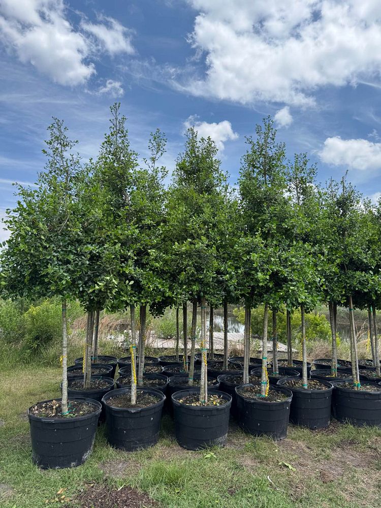 ilex-x-attenuata-east-palatka-holly-east-palatka-holly
