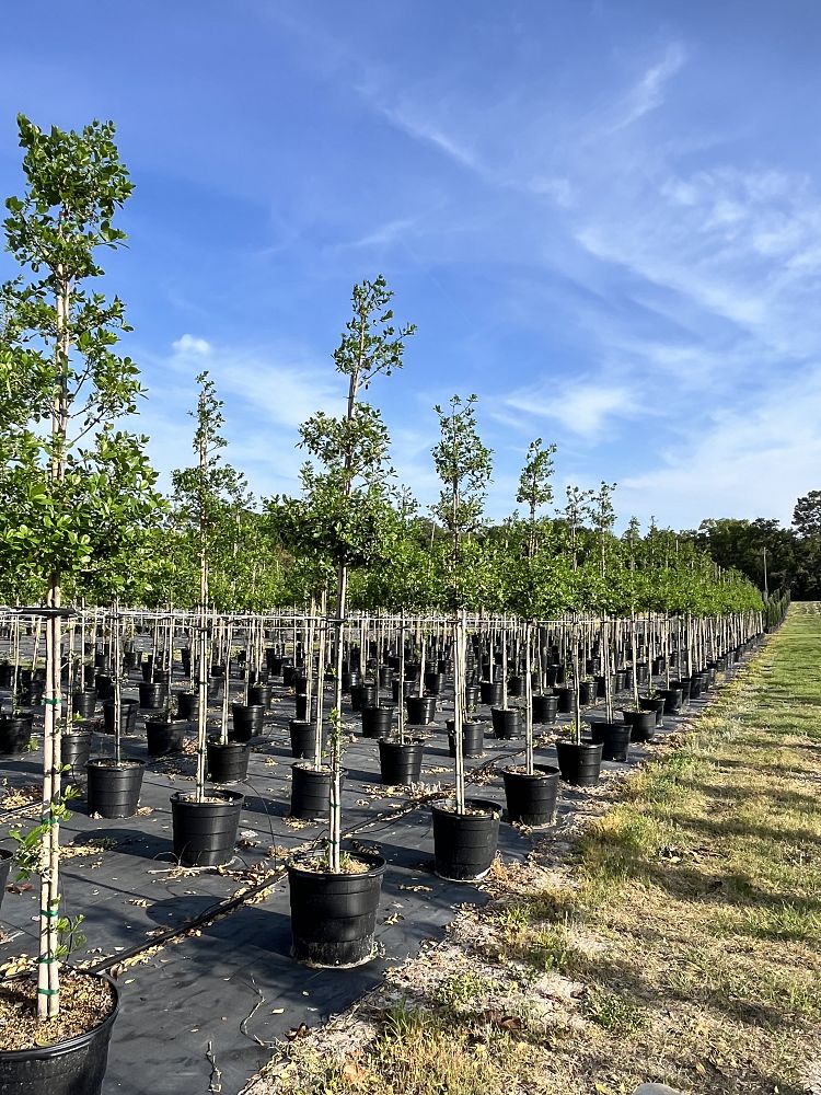 ilex-x-attenuata-east-palatka-holly-east-palatka-holly