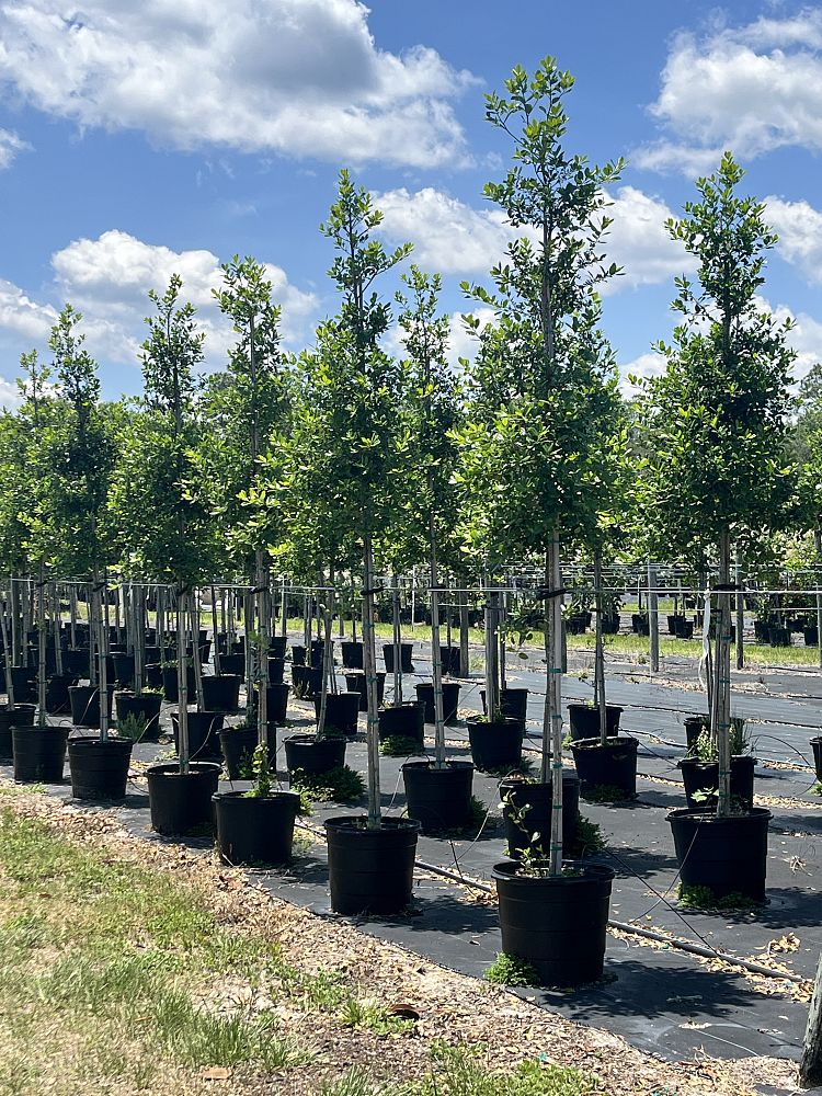 ilex-x-attenuata-east-palatka-holly-east-palatka-holly