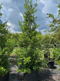 ilex-x-attenuata-east-palatka-holly-east-palatka-holly