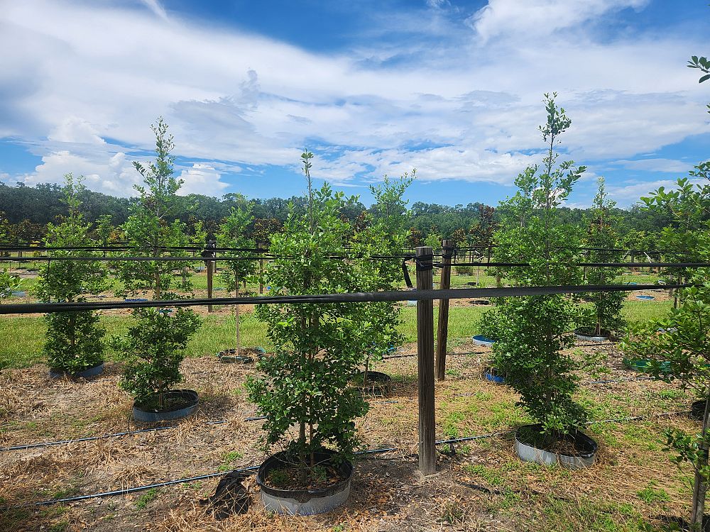 ilex-x-attenuata-east-palatka-holly-east-palatka-holly