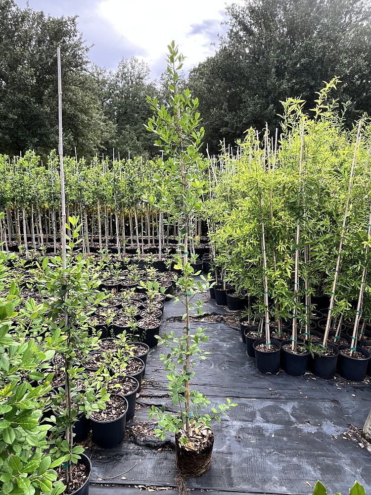 ilex-x-attenuata-east-palatka-holly-east-palatka-holly