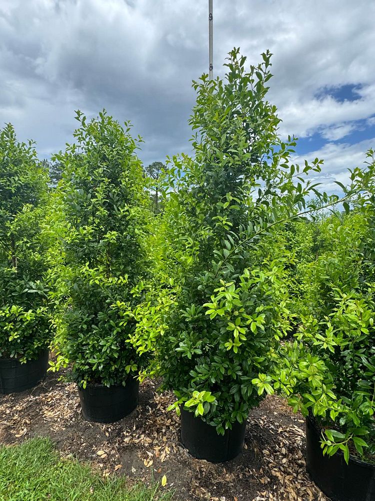 ilex-x-attenuata-east-palatka-holly-east-palatka-holly