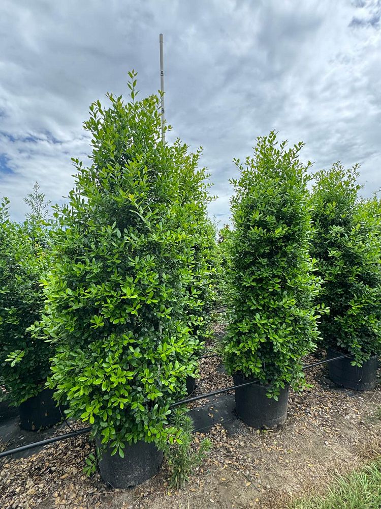 ilex-x-attenuata-east-palatka-holly-east-palatka-holly