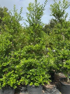 ilex-x-attenuata-east-palatka-holly-east-palatka-holly
