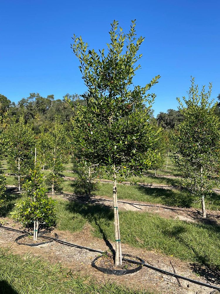 ilex-x-attenuata-east-palatka-holly-east-palatka-holly