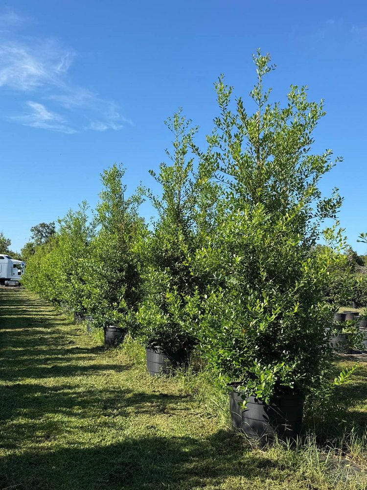 ilex-x-attenuata-east-palatka-holly-east-palatka-holly