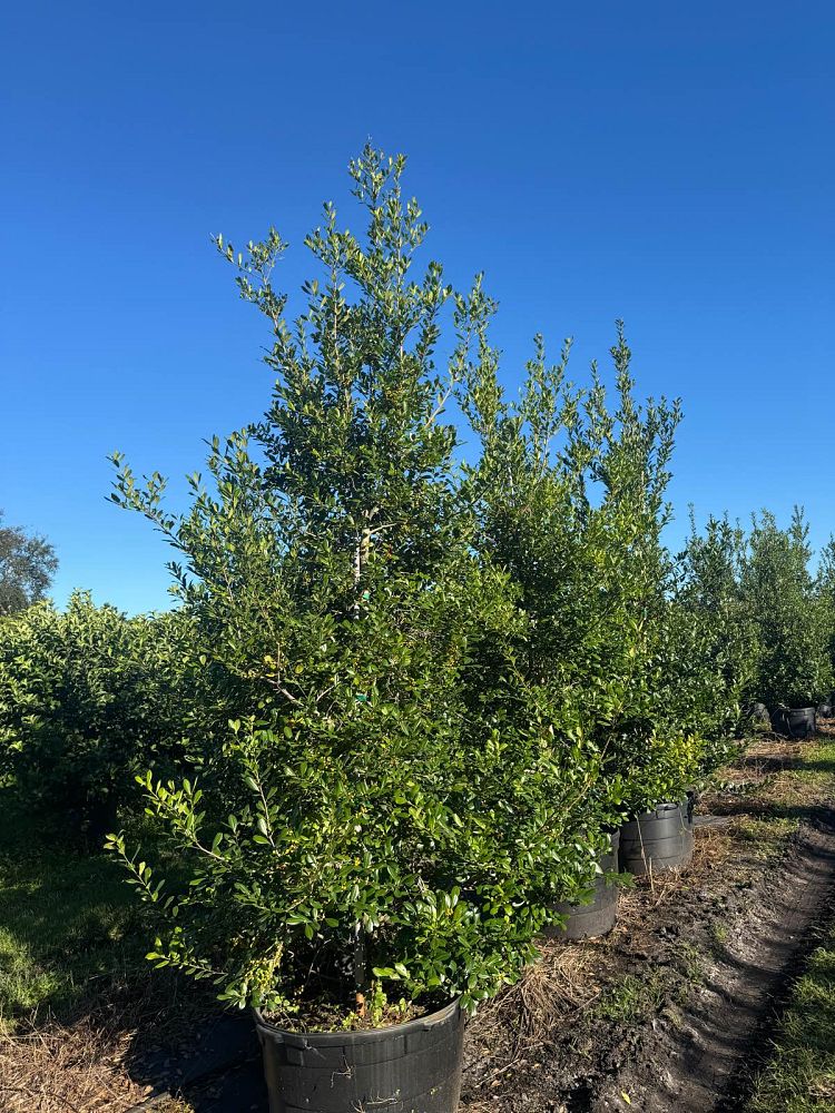 ilex-x-attenuata-east-palatka-holly-east-palatka-holly