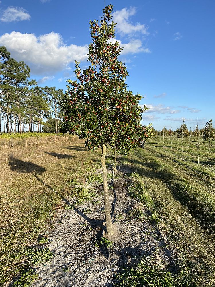 ilex-x-attenuata-east-palatka-holly-east-palatka-holly