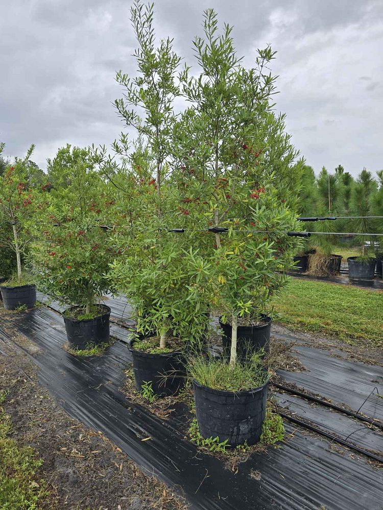 ilex-x-attenuata-east-palatka-holly-east-palatka-holly