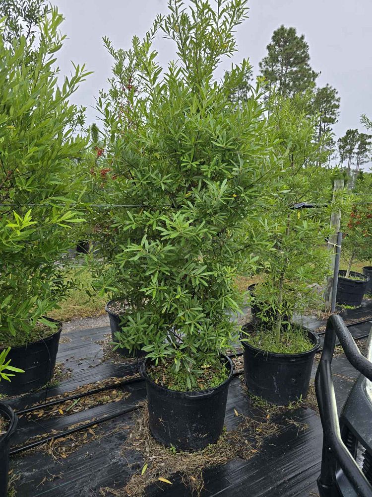 ilex-x-attenuata-east-palatka-holly-east-palatka-holly