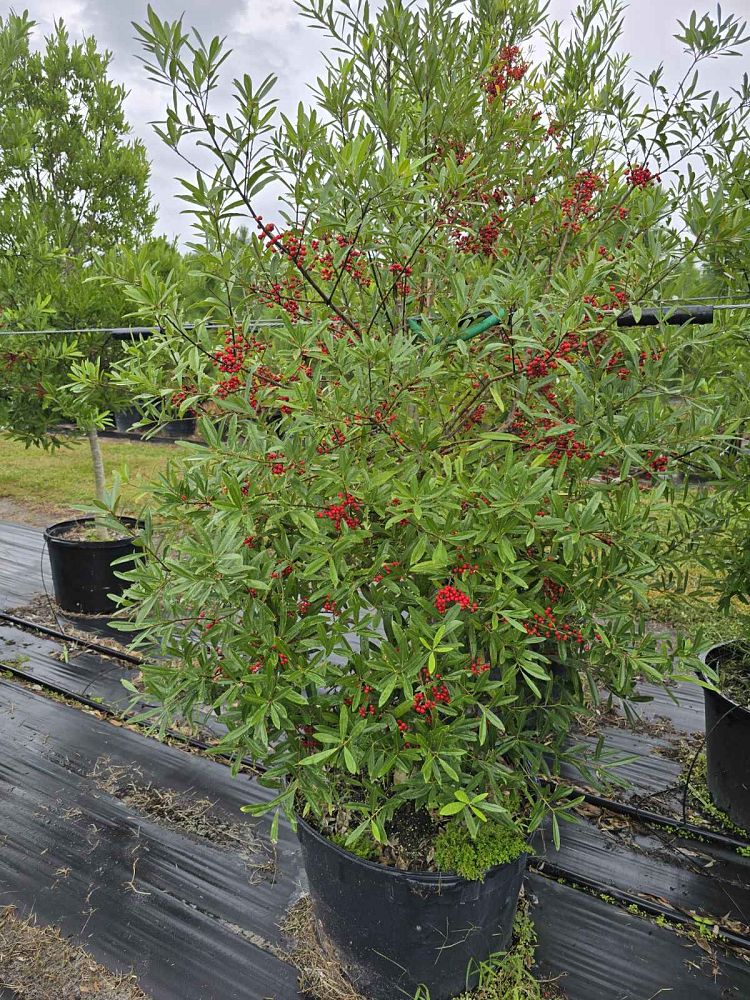 ilex-x-attenuata-east-palatka-holly-east-palatka-holly
