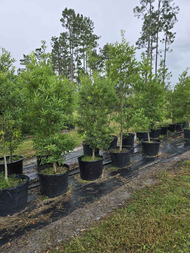 ilex-x-attenuata-east-palatka-holly-east-palatka-holly