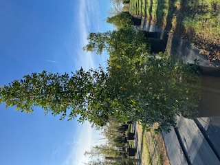 ilex-x-attenuata-east-palatka-holly-east-palatka-holly