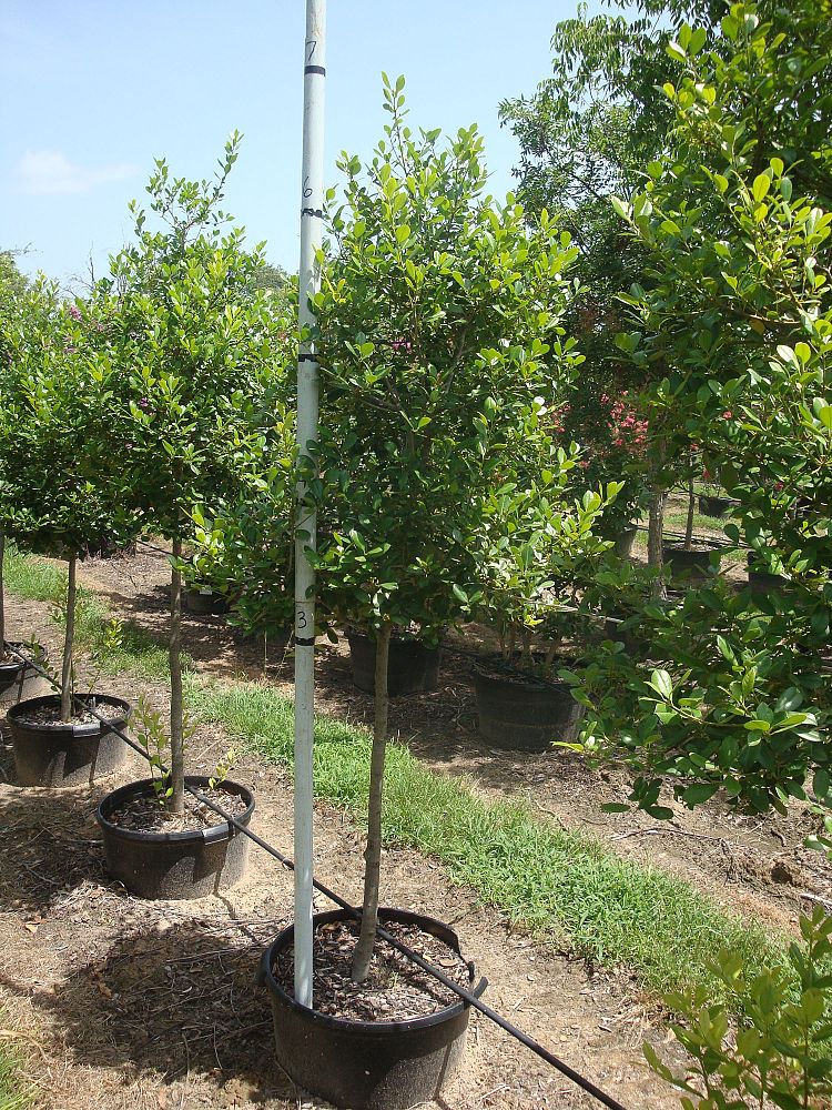 ilex-x-attenuata-east-palatka-holly