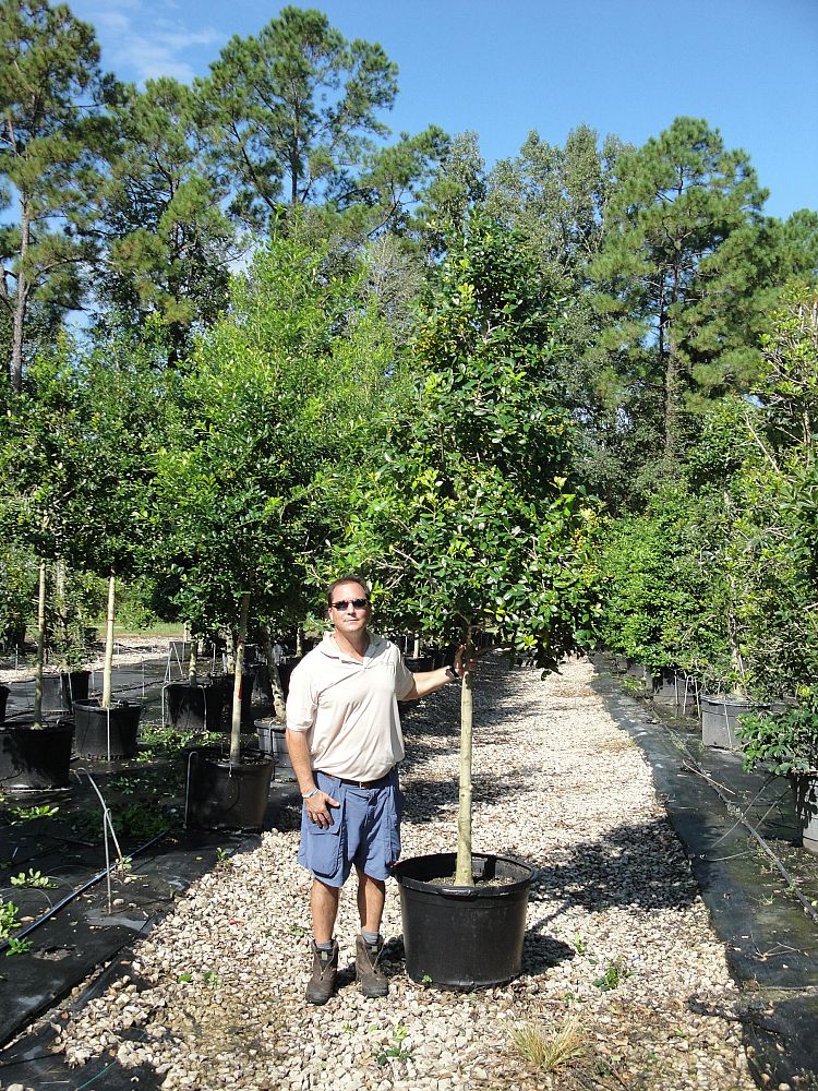 ilex-x-attenuata-east-palatka-holly