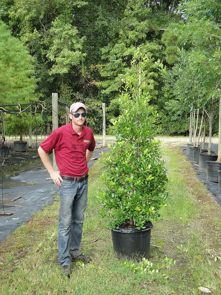 ilex-x-attenuata-east-palatka-holly