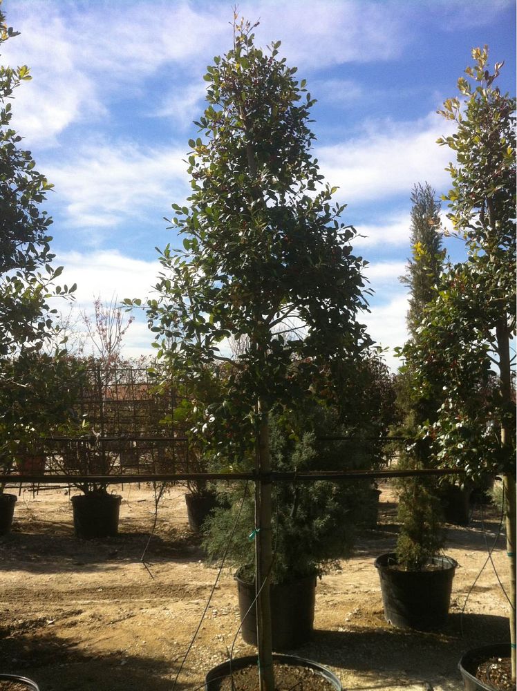 ilex-x-attenuata-east-palatka-holly