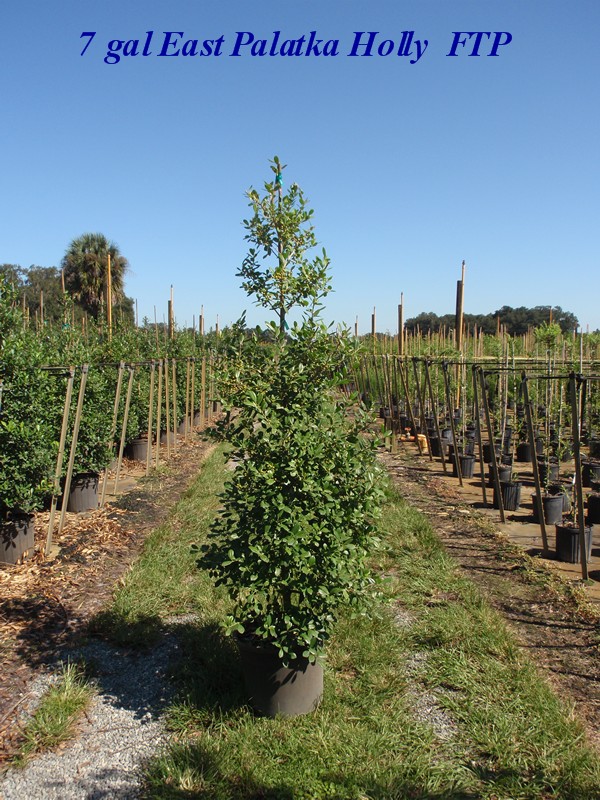 ilex-x-attenuata-east-palatka-holly