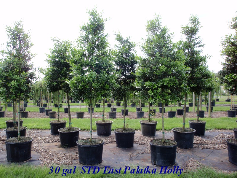 ilex-x-attenuata-east-palatka-holly