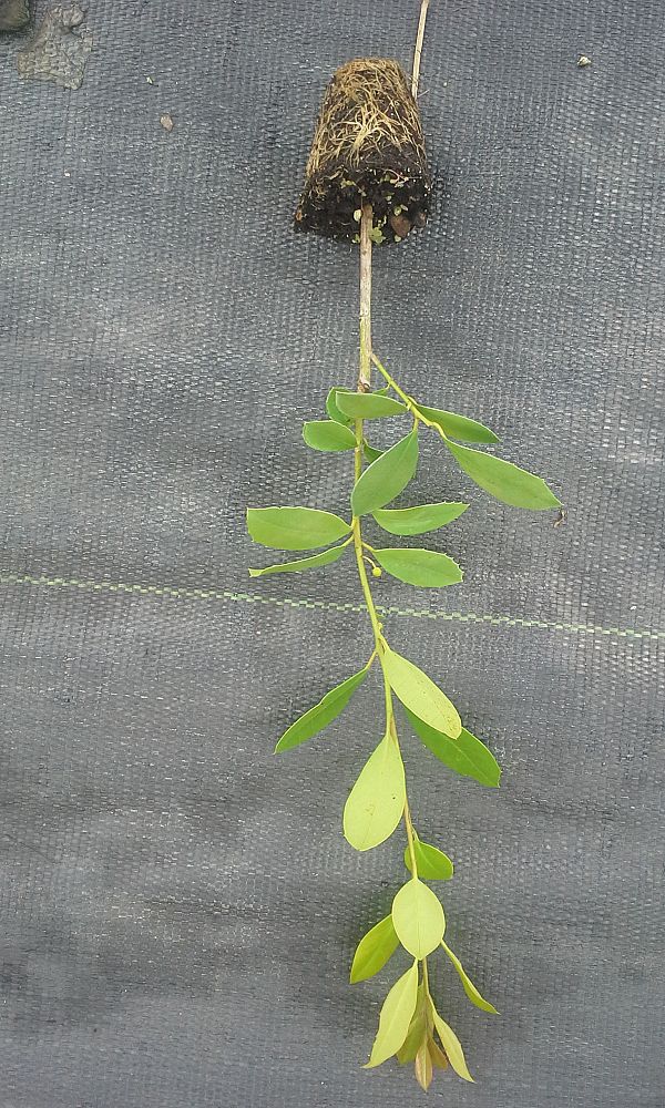 ilex-x-attenuata-east-palatka-holly