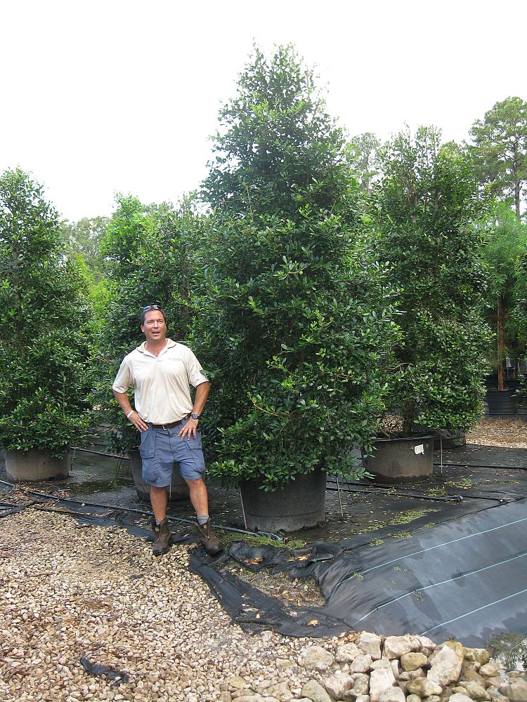 ilex-x-attenuata-east-palatka-holly