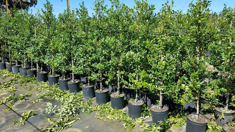 ilex-x-attenuata-east-palatka-holly