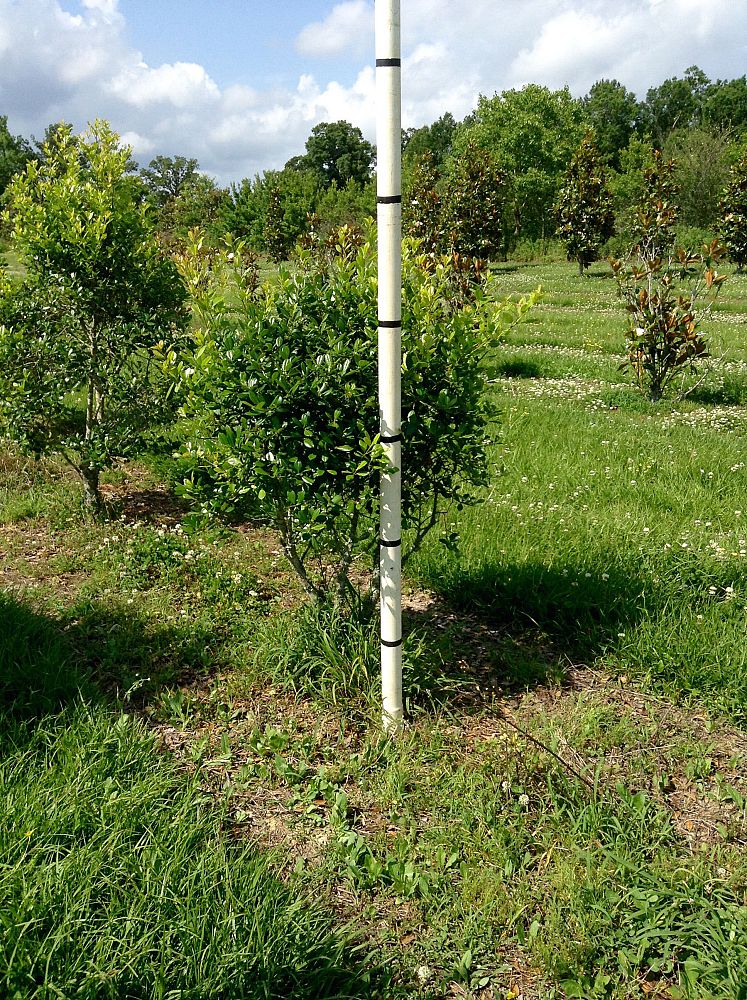 ilex-x-attenuata-east-palatka-holly