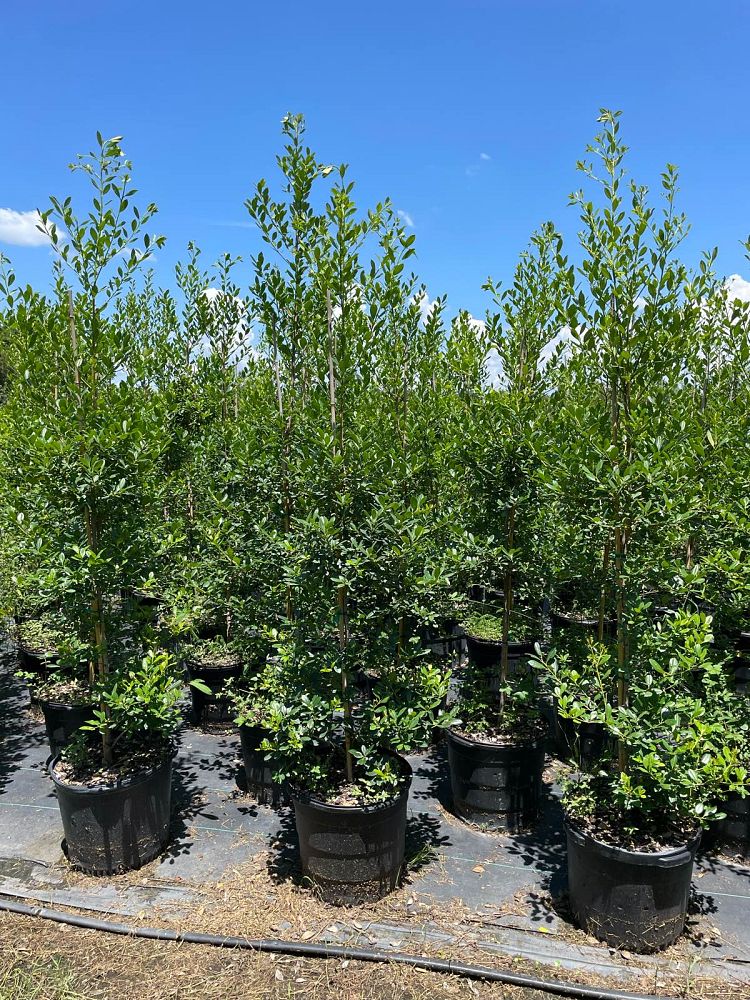 ilex-x-attenuata-east-palatka-holly