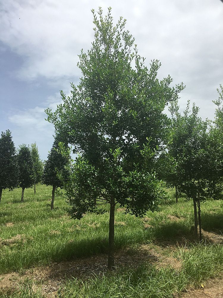 ilex-x-attenuata-east-palatka-holly