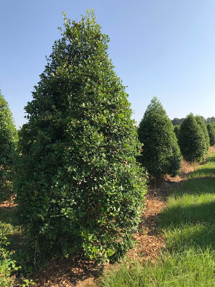 ilex-x-attenuata-east-palatka-holly