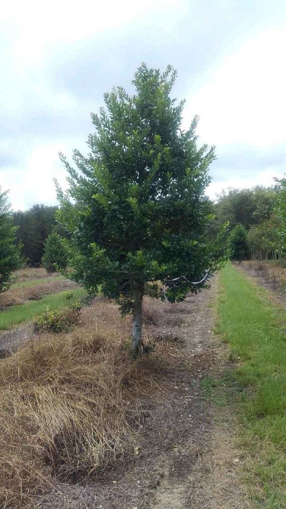ilex-x-attenuata-east-palatka-holly