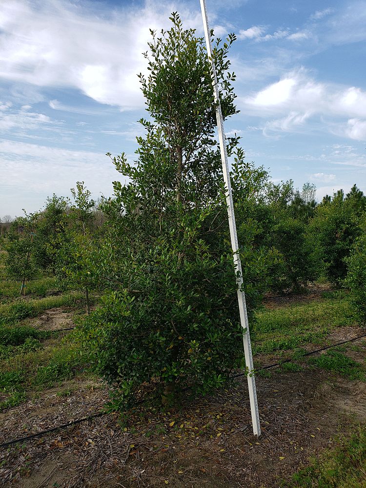 ilex-x-attenuata-east-palatka-holly