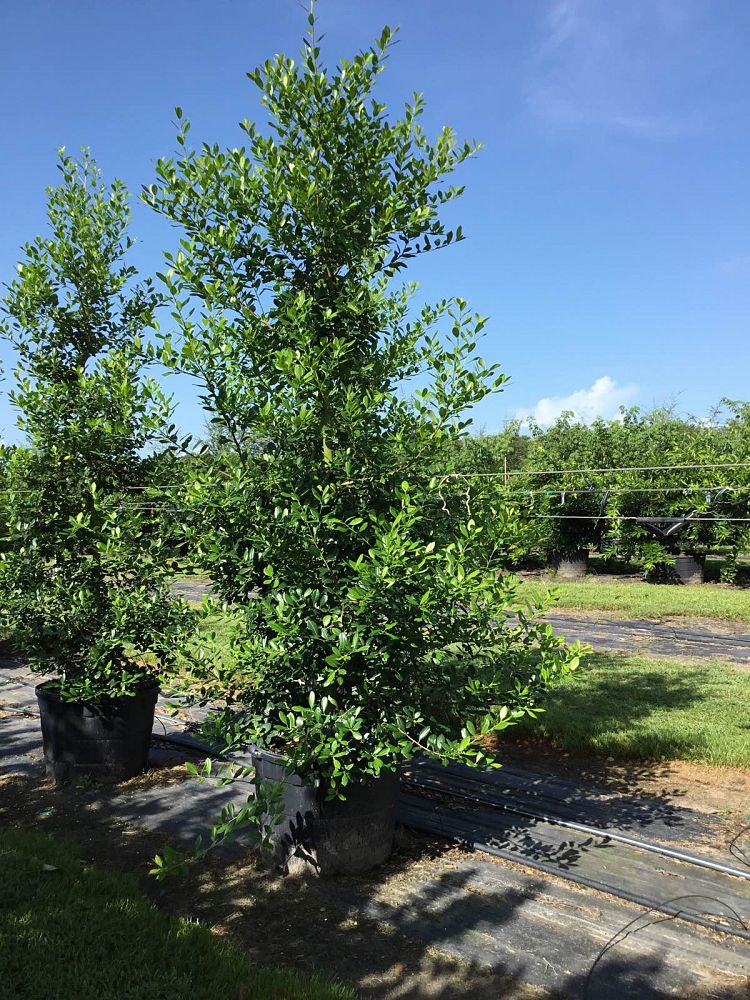 ilex-x-attenuata-east-palatka-holly