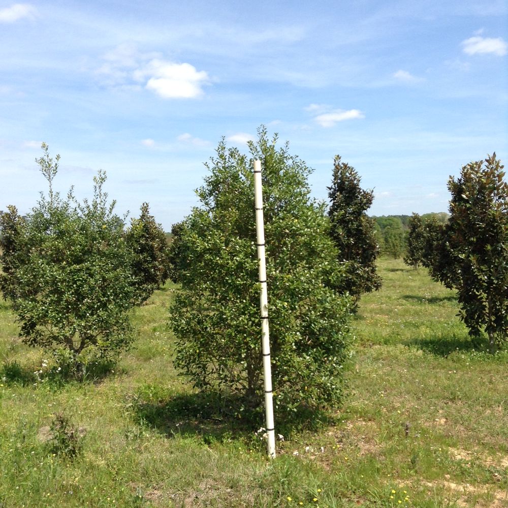 ilex-x-attenuata-east-palatka-holly