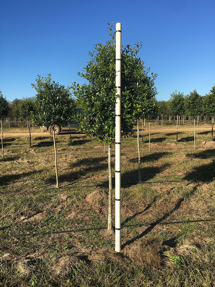 ilex-x-attenuata-east-palatka-holly