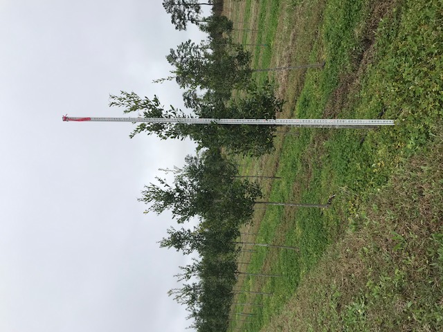 ilex-x-attenuata-east-palatka-holly
