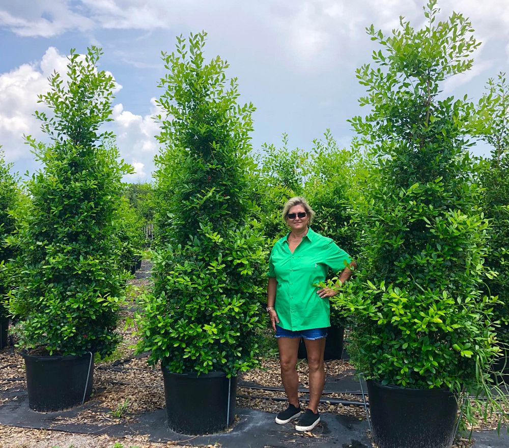ilex-x-attenuata-east-palatka-holly