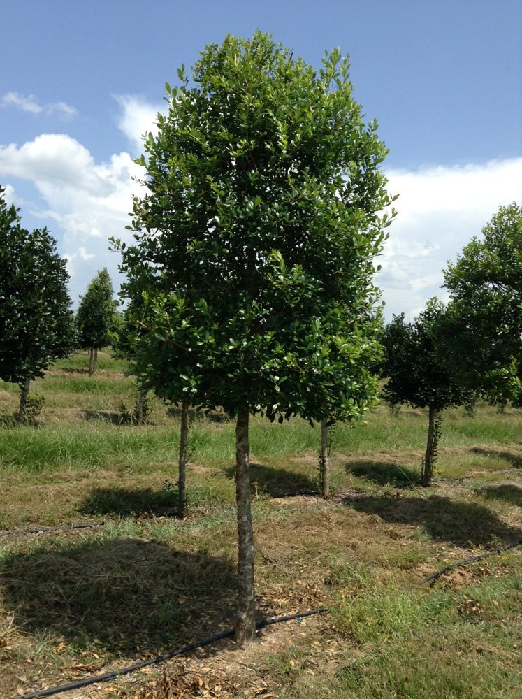 ilex-x-attenuata-east-palatka-holly