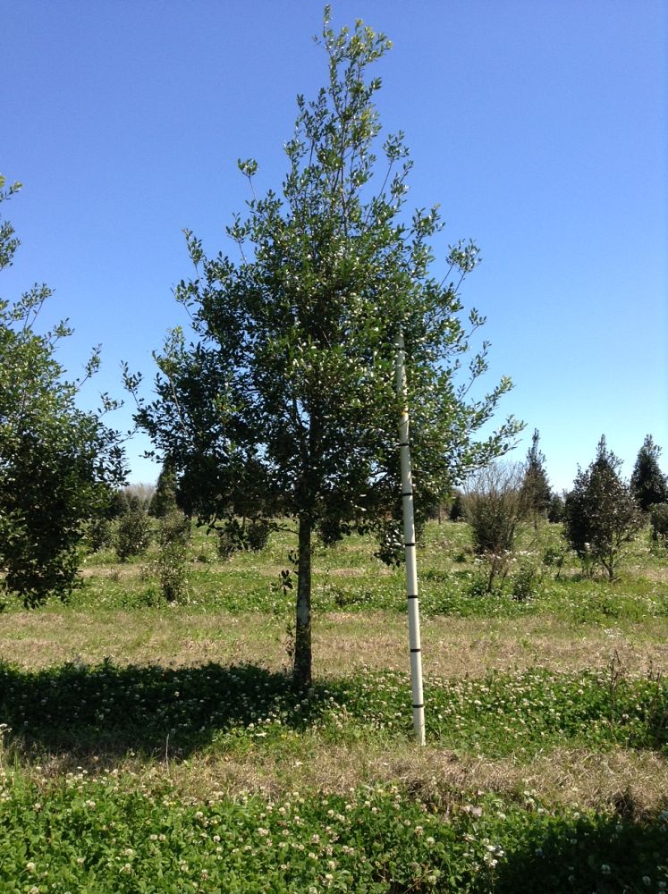 ilex-x-attenuata-east-palatka-holly